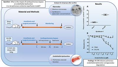 Combined Electron Microscopy Approaches for Arterial Glycocalyx Visualization